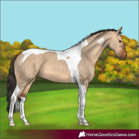 Horse Color:Bay Dun Tobiano 