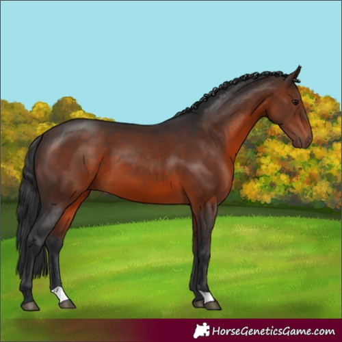 Horse Color:Brown 