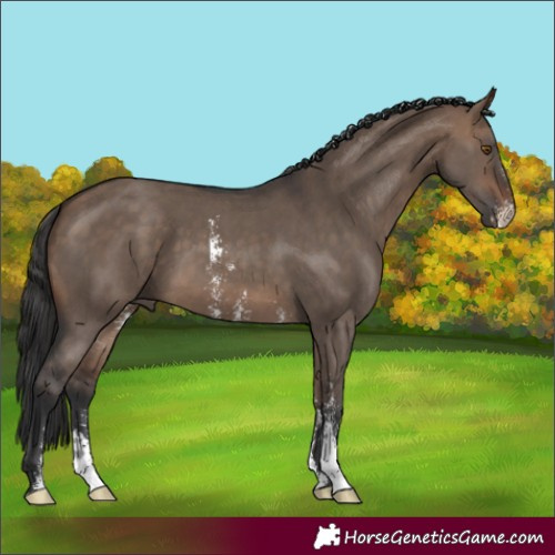 Horse Color:Bay Dun Sabino