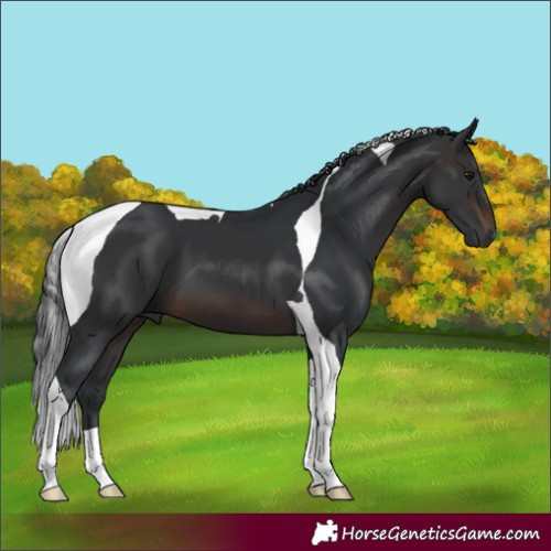 Horse Color:Brown Tobiano 