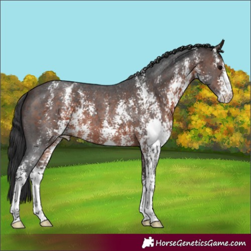 Horse Color:Bay Sabino