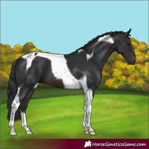 Horse Color:Brown Tobiano