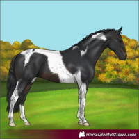 Horse Color:Brown Tobiano 