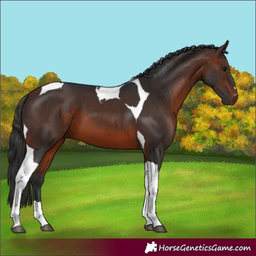 Horse Color:Brown Tobiano