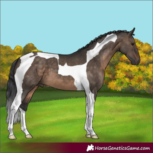 Horse Color:Brown Dun Tobiano