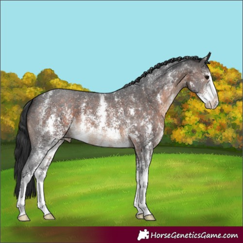 Horse Color:Brown Sabino 