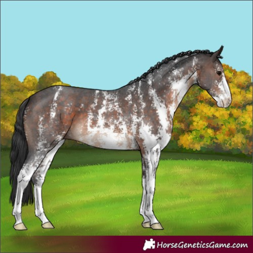 Horse Color:Bay Sabino 