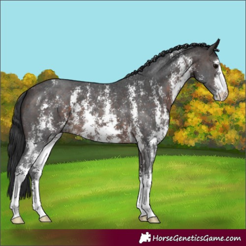Horse Color:Brown Sabino 