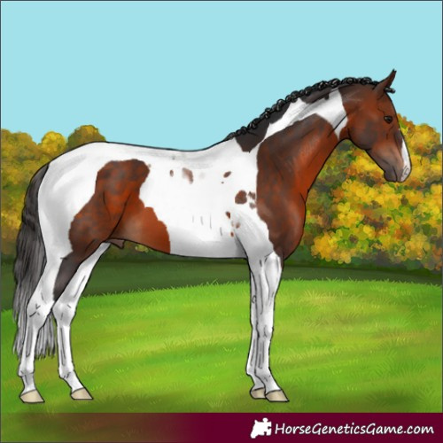 Horse Color:Bay Tobiano