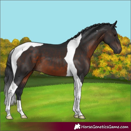 Horse Color:Brown Tobiano