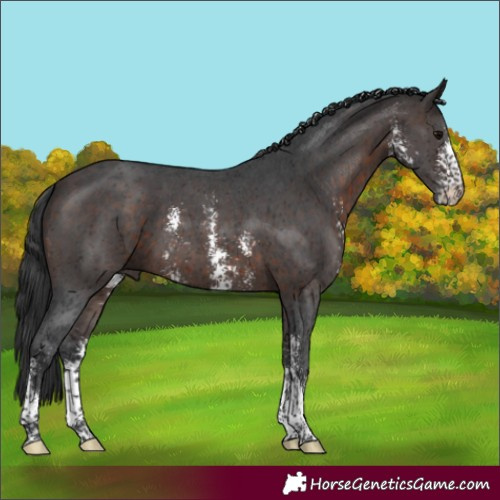 Horse Color:Brown Sabino