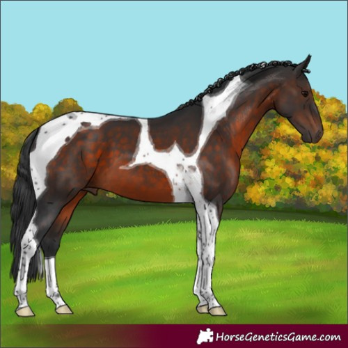Horse Color:Brown Tobiano
