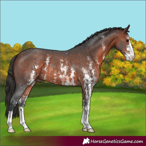 Horse Color:Bay Sabino