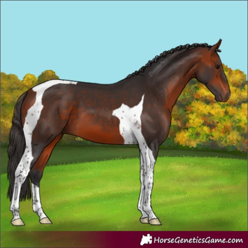 Horse Color:Bay Tobiano 