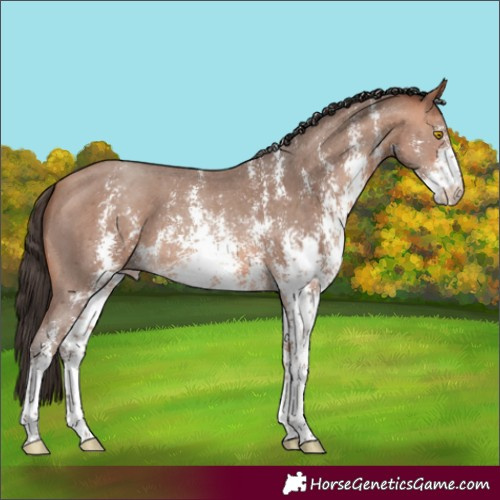 Horse Color:Amber Champagne Sabino