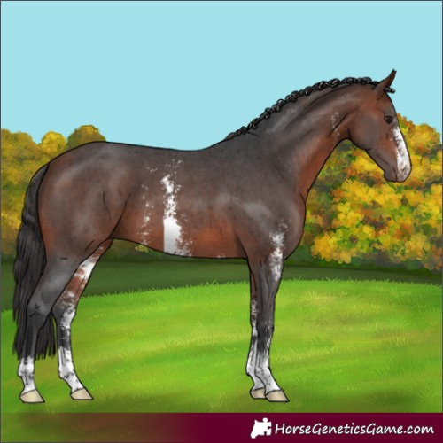 Horse Color:Bay Sabino 