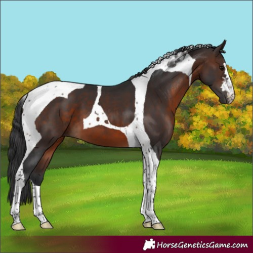 Horse Color:Brown Tobiano 