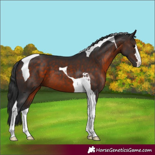 Horse Color:Brown Tobiano 