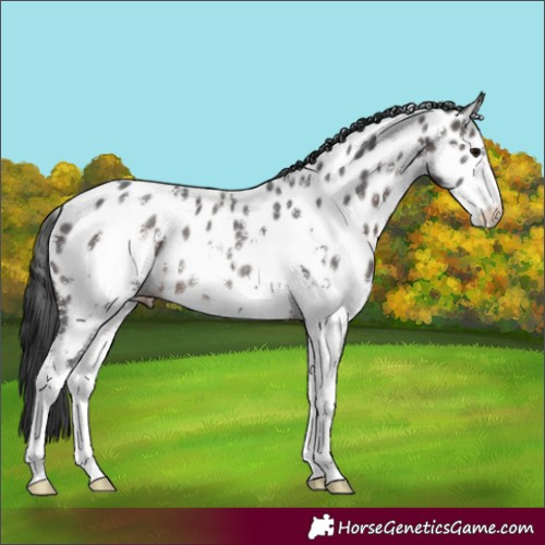 Horse Color:Brown Sabino Near Leopard Rabicano