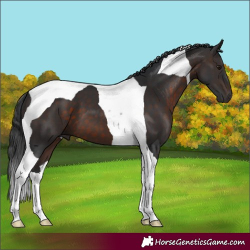 Horse Color:Brown Tobiano