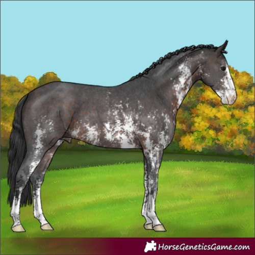Horse Color:Brown Sabino 