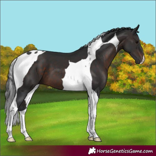 Horse Color:Brown Tobiano 