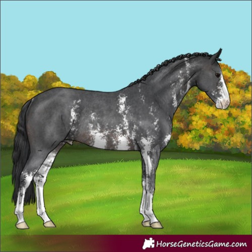 Horse Color:Brown Sabino Rabicano