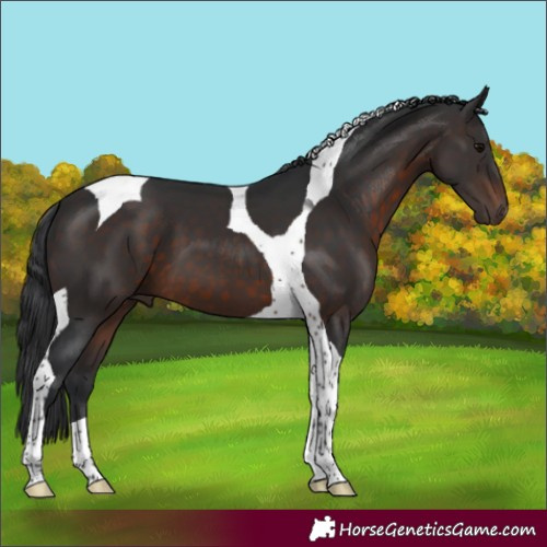 Horse Color:Brown Tobiano