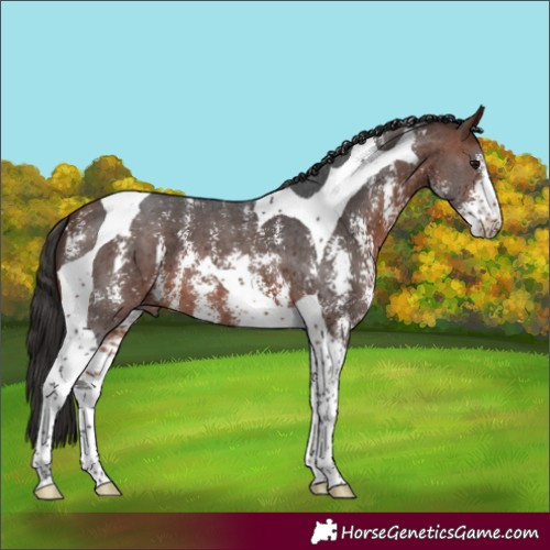 Horse Color:Bay Sabino Tobiano