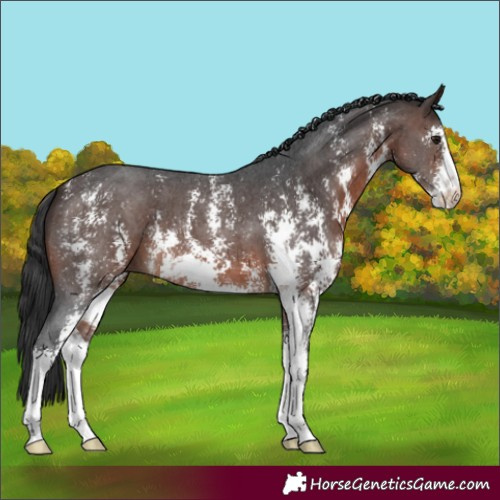 Horse Color:Brown Sabino