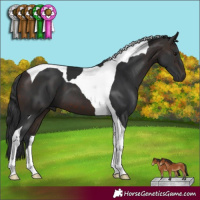 Horse Color:Brown Tobiano 