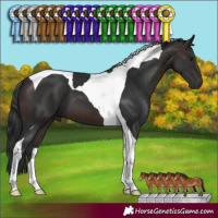 Horse Color:Brown Tobiano 