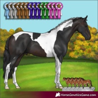 Horse Color:Brown Tobiano 