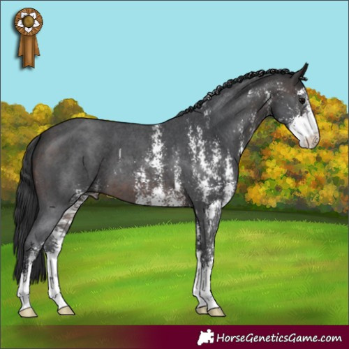 Horse Color:Brown Sabino 