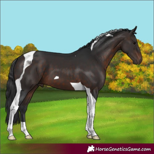 Horse Color:Brown Tobiano