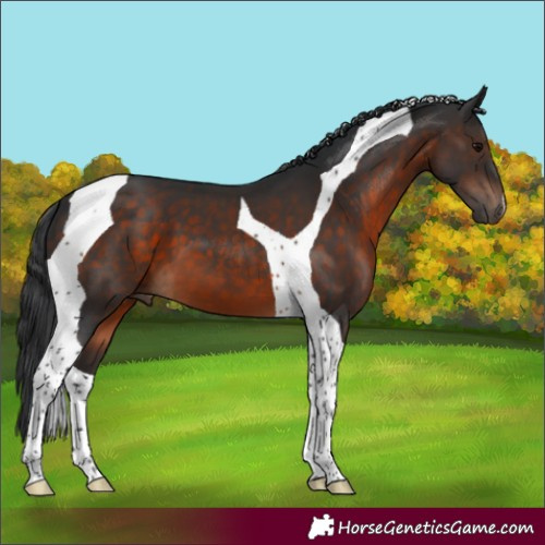 Horse Color:Brown Tobiano 