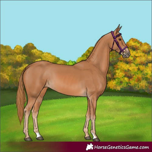 Horse Color:Chestnut 