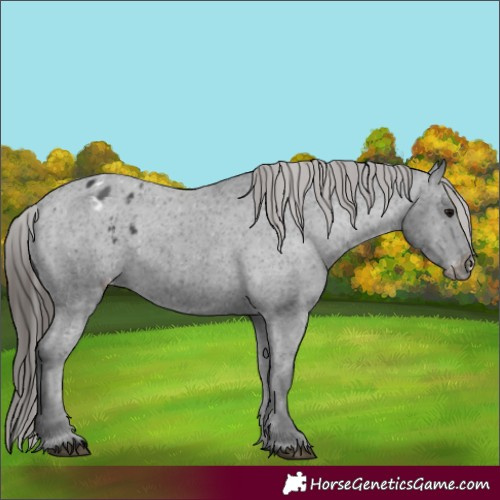 Horse Color:Black Appaloosa Rabicano 