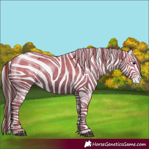 Horse Color:Black Appaloosa Rabicano 