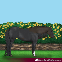 Horse Color:Liver Chestnut  and Black 