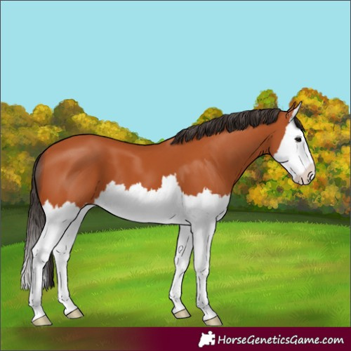 Horse Color:Bay Splash 
