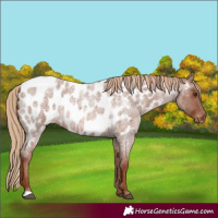 Horse Color:Red Roan Near Leopard