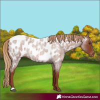 Horse Color:Red Roan Appaloosa 