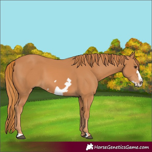 Horse Color:Chestnut Frame 