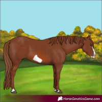 Horse Color:Chestnut Frame 