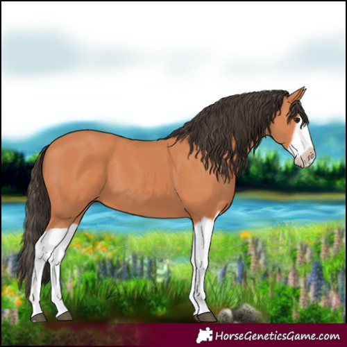 Horse Color:Bay Splash Frame 