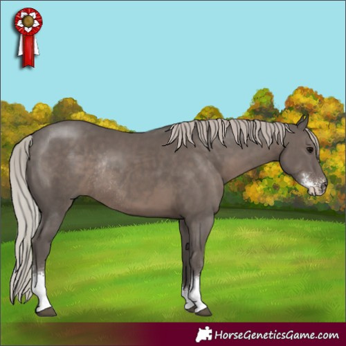 Horse Color:Silver Black Sabino Rabicano 