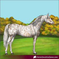 Horse Color:Chocolate Palomino  and White Spotted Chocolate Palomino 