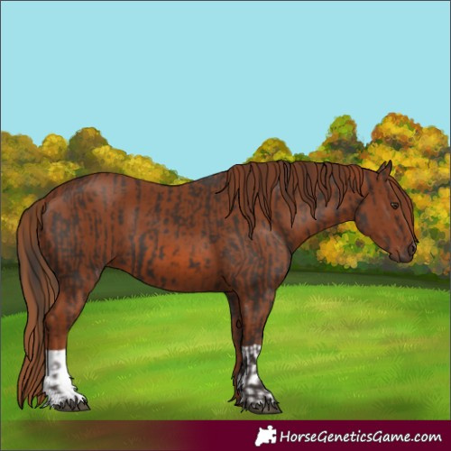 Horse Color:Liver Chestnut  and Chestnut 