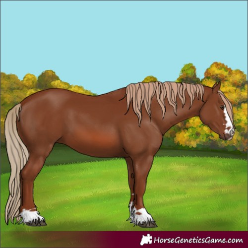 Horse Color:Chestnut 